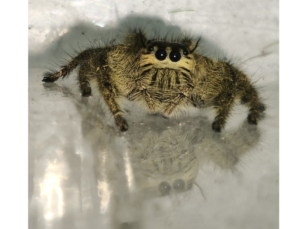 Hyllus Diardi