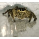 Hyllus Diardi