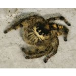 Hyllus Diardi