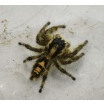 Hyllus Diardi
