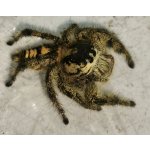Hyllus Diardi