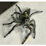 Hyllus Diardi