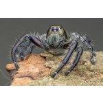 Hyllus Diardi