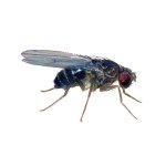 Nelietavá Octomilka /Drosophila Hydei/