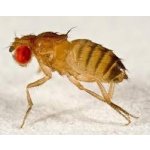 Bezkrýdla Octomilka /Drosophila Melanogaster/