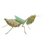 Cilnia Humeralis