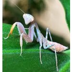 Cilnia Humeralis