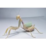 Cilnia Humeralis - 3. zvlek / Pohlavie: Neurčené