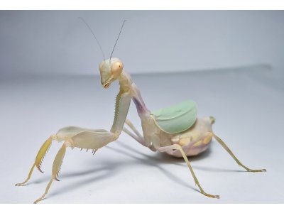 Cilnia Humeralis