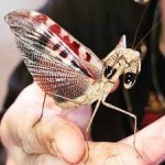 Prohierodula Picta