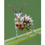 Pseudocreobotra Wahlbergii