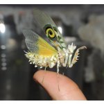 Pseudocreobotra Wahlbergii