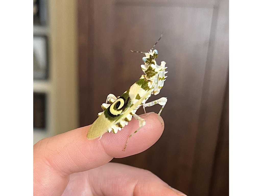 Pseudocreobotra Wahlbergii