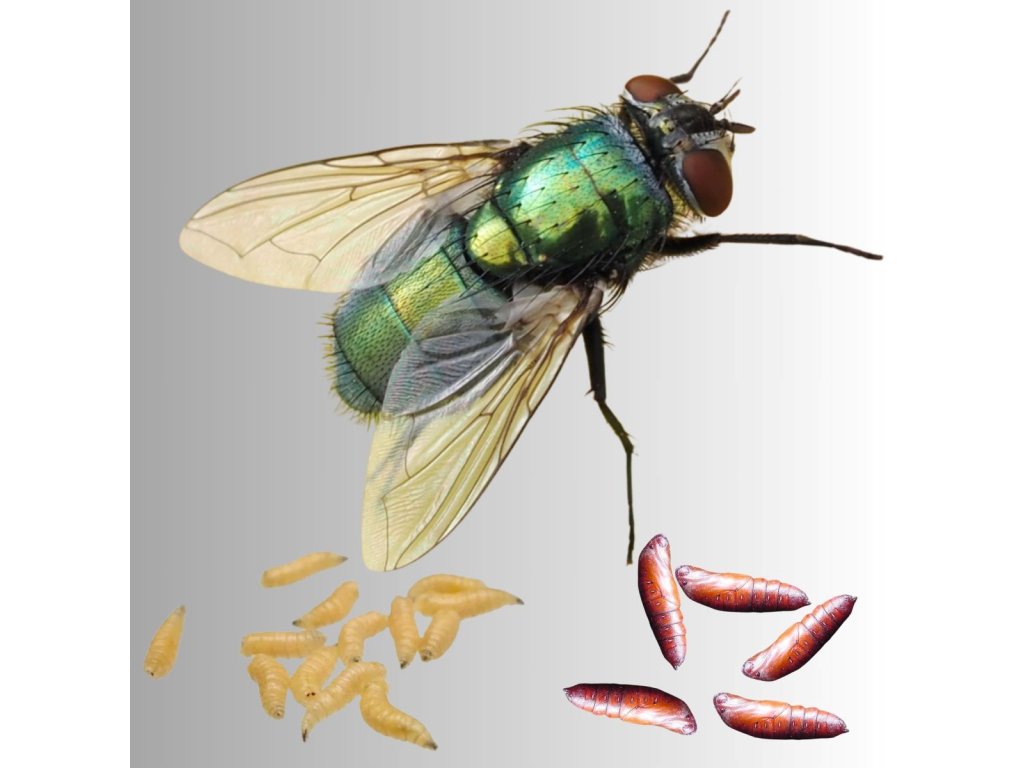 Lucilia Sericata /Bzučivka zelená/