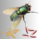 Lucilia Sericata /Bzučivka zelená/