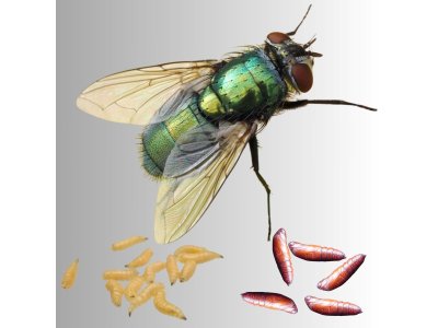 Lucilia Sericata /Bzučivka zelená/