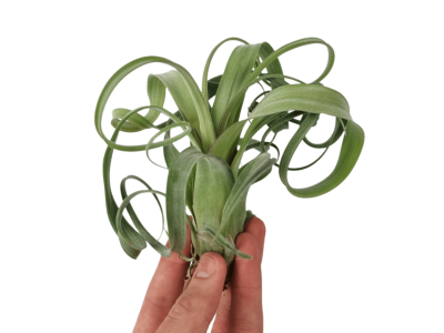 Tillandsia Curly Slim