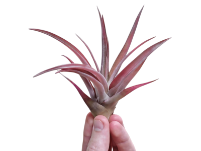 Tillandsia Capitata 'Peach Red'