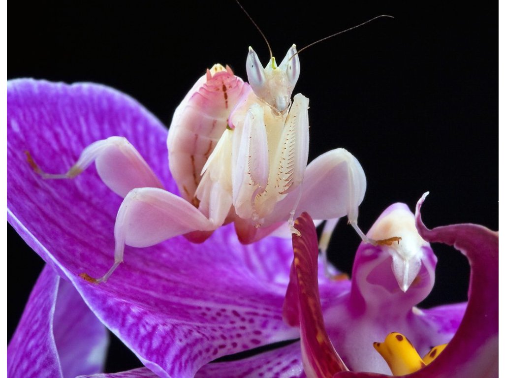 Hymenopus Coronatus