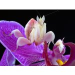 Hymenopus Coronatus - 3. Zvlek / POHLAVIE: Neurčené
