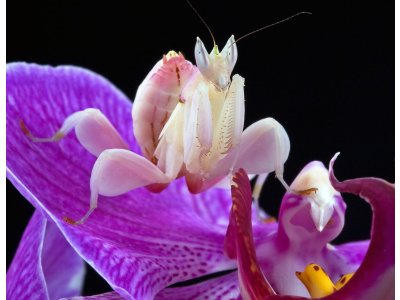 Hymenopus Coronatus