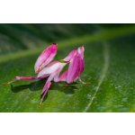 Hymenopus Coronatus