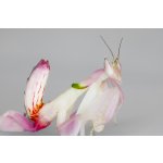 Hymenopus Coronatus