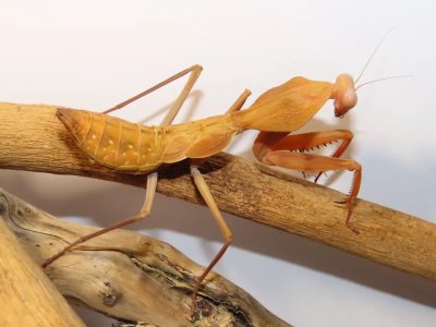 Rhombodera Kirbyi
