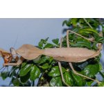 Rhombodera Kirbyi