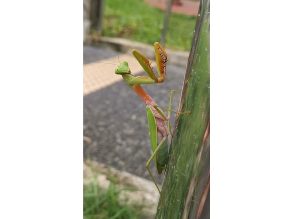 Hierodula Venosa