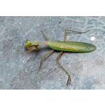 Hierodula Venosa