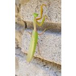 Hierodula Venosa