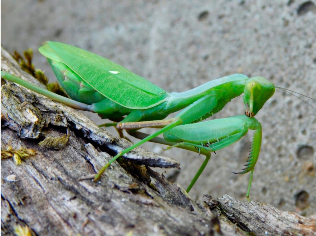 Sphodromantis Aurea