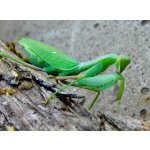 Sphodromantis Aurea - 2. Zvlek / POHLAVIE: Neurčené