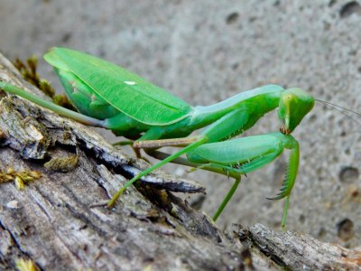 Sphodromantis Aurea