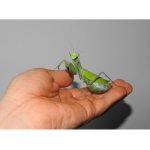 Sphodromantis Aurea