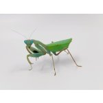 Sphodromantis Aurea