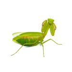 Sphodromantis Aurea