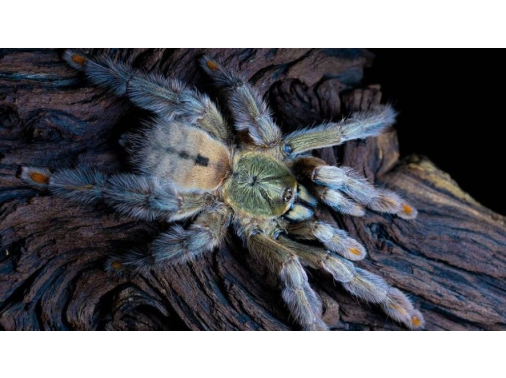 Psalmopoeus Cambridgei