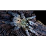 Psalmopoeus Cambridgei - VEĽKOSŤ: cca. 1 cm  v tele / POHLAVIE: Neurčené - 5 KS