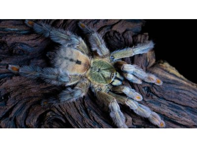 Psalmopoeus Cambridgei