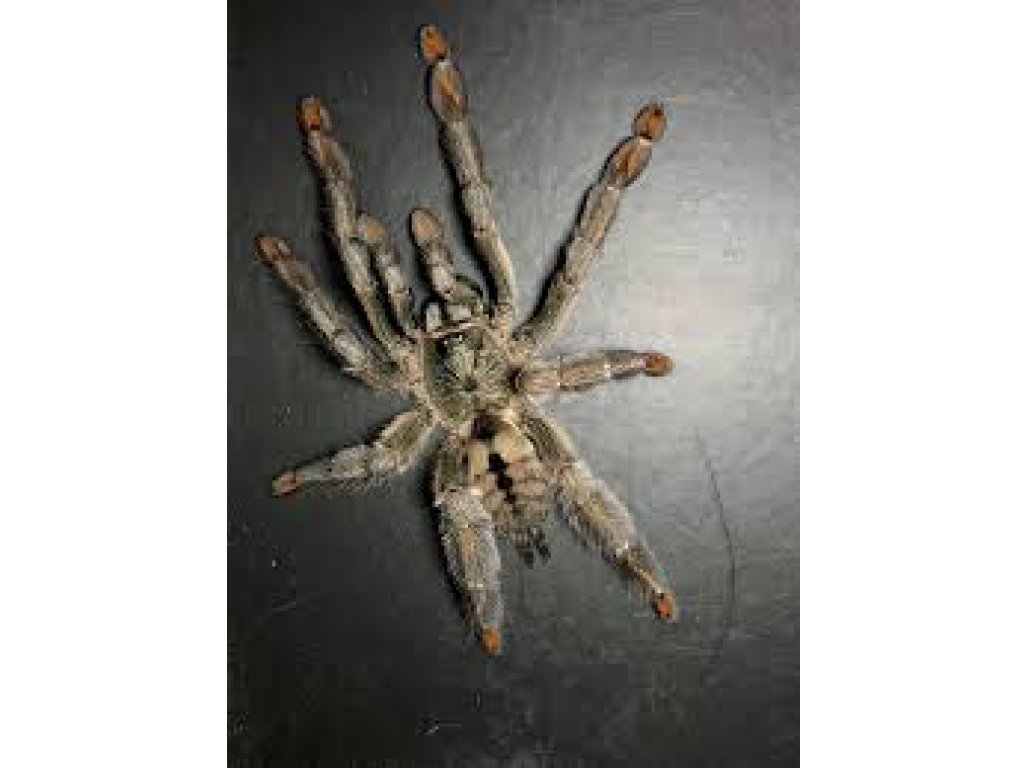 Psalmopoeus Cambridgei