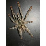 Psalmopoeus Cambridgei