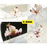Hymenopus Coronatus