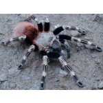 Vitalius (Nhandu) Chromatus