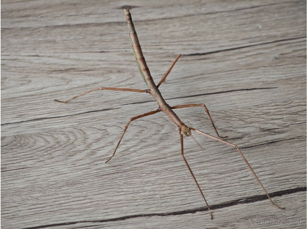 Medauroidea extradentata /Pakobylka Rožkatá/