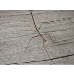 Medauroidea extradentata /Pakobylka Rožkatá/ - 5 KS / 4-8 cm