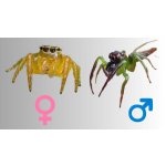 Artabrus Erythrocephalus - 4. - 5. Zvlek / Pohlavie: Neurčené