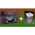 Phidippus Regius "Rastafari"