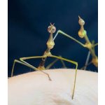 Pseudoproscopia Latirostris